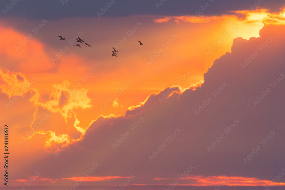 Flock of geese flying in deep orange sunset cloudscape