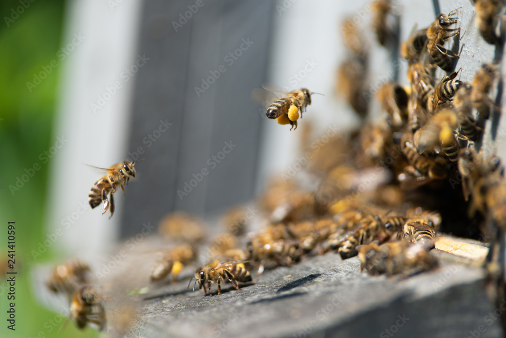 honey bee working honey bee working