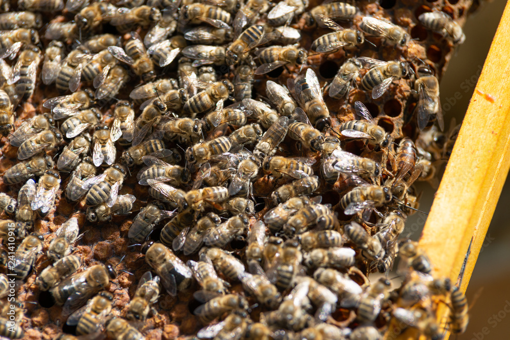 honey bee working honey bee working