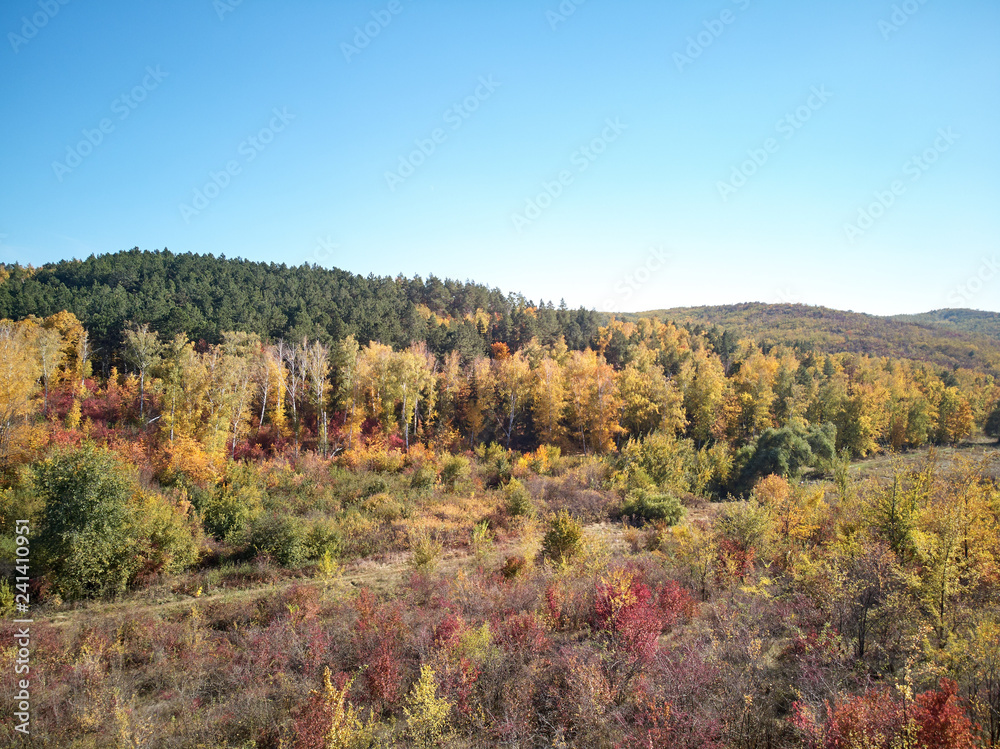 Aerial shot of the autumn forest