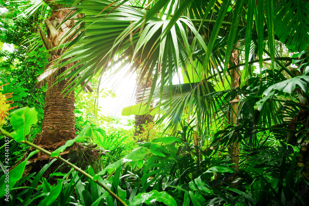 Beautiful exotic plants from jungle. Green leaves. Tropical wallpaper. Beautiful exotic plants from jungle. Green leaves. Tropical wallpaper.