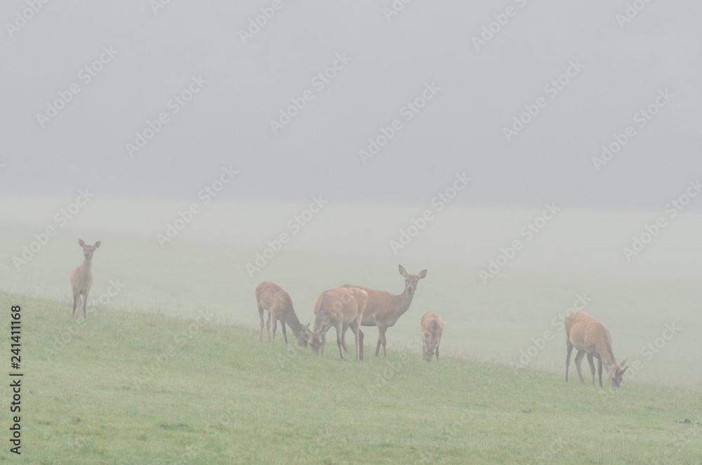 Naklejka premium Cerf dans une prairie