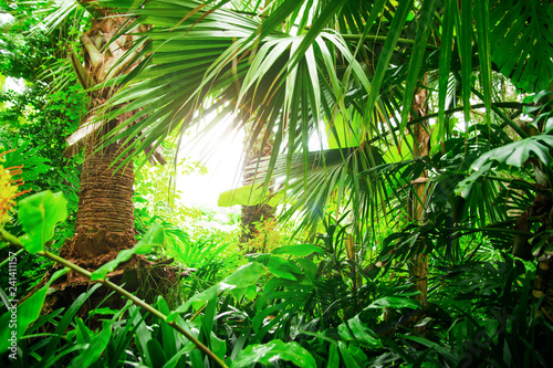 Beautiful exotic plants from jungle. Green leaves. Tropical wallpaper.