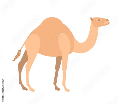 Funny cute dromedary camel isolated on white background