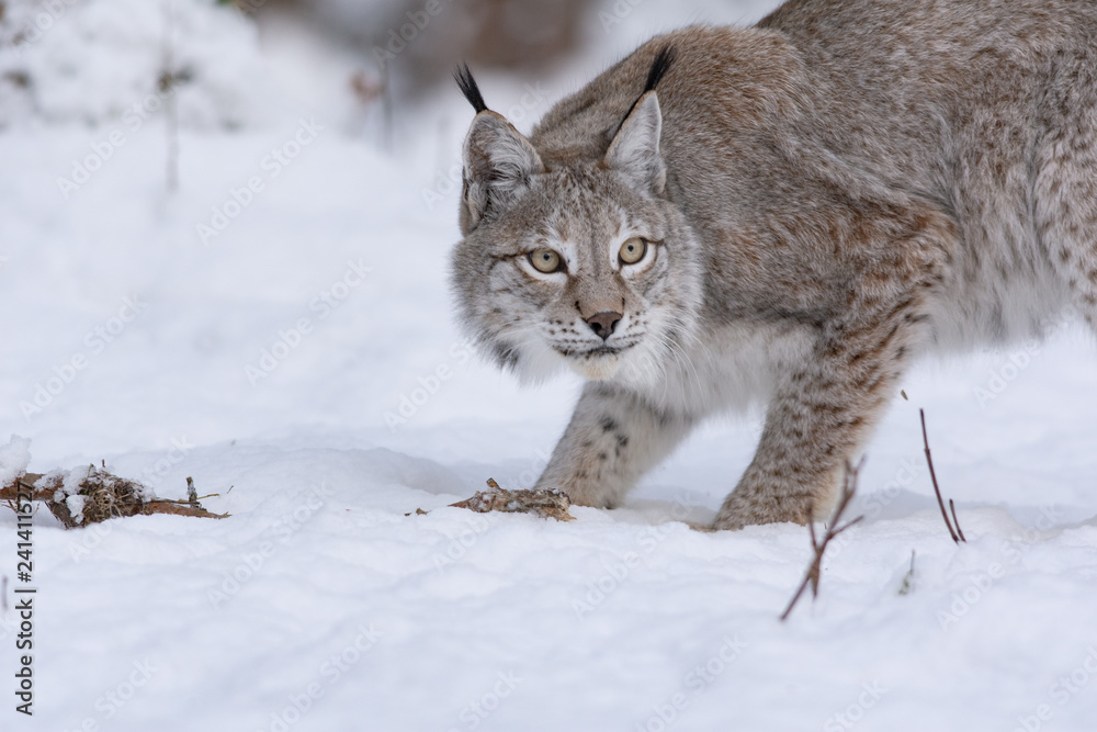 Obraz premium Lynx boréal dans la neige