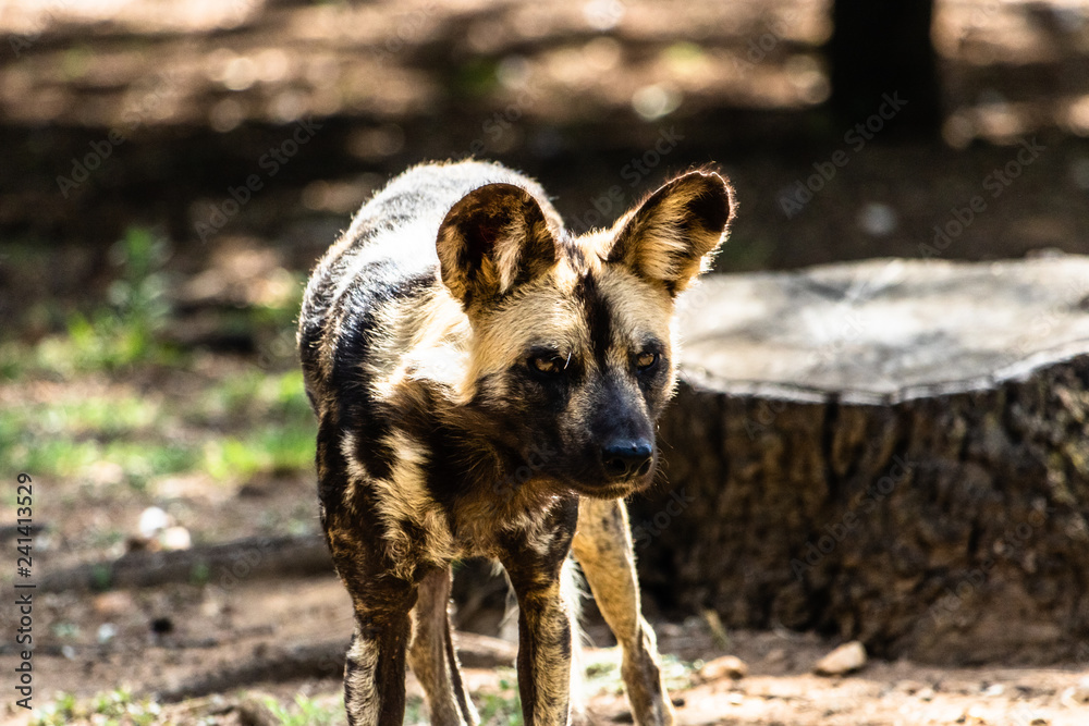African wild dog African wild dog