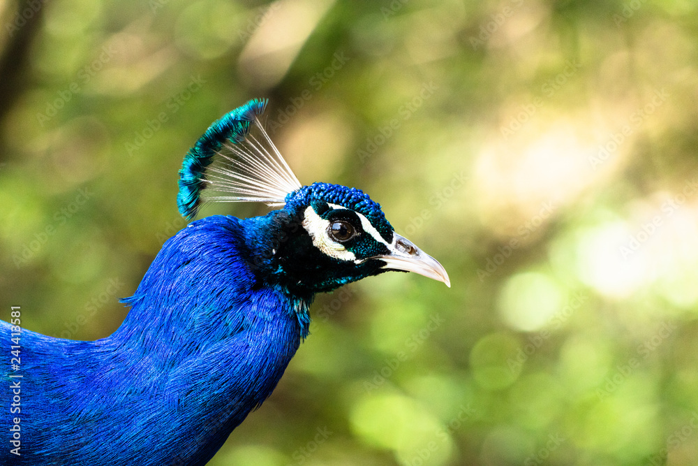 Indian Peafowl Indian Peafowl