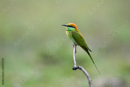 Green Bee-eater ,Common bird in Thailand