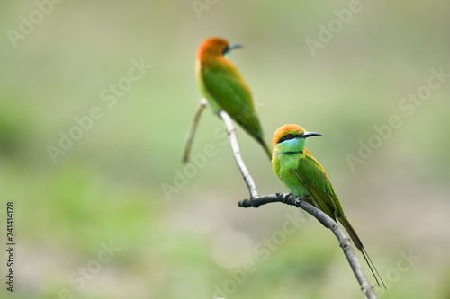 Green Bee-eater ,Common bird in Thailand