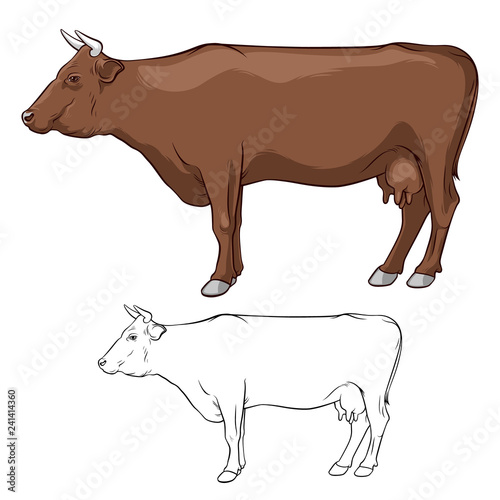 Cow ore, cow brown with horns. Cow in lines. Cow on white background.