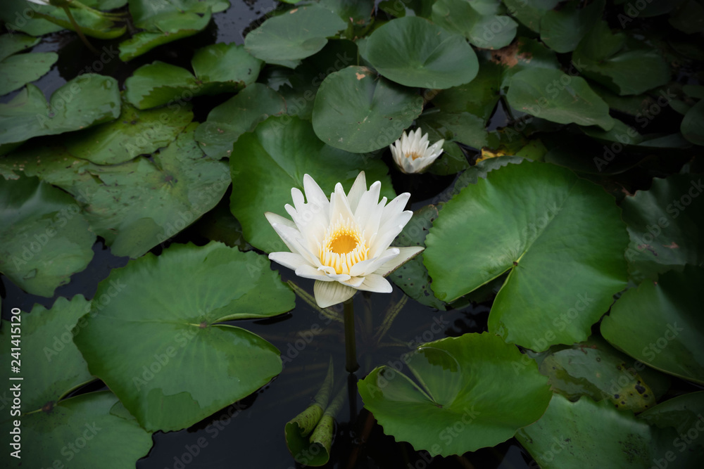 lotus in the pond