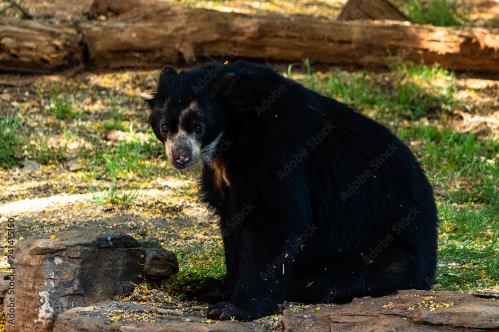 Fotografie Spectacled bear