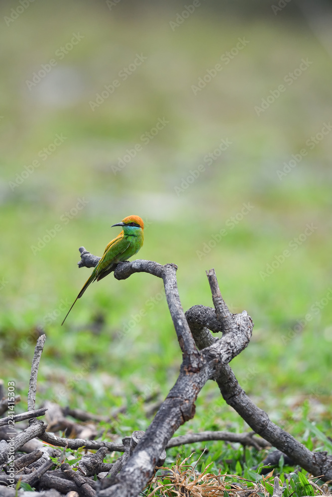 Fotografie Green Bee-eater ,Common bird in Thailand