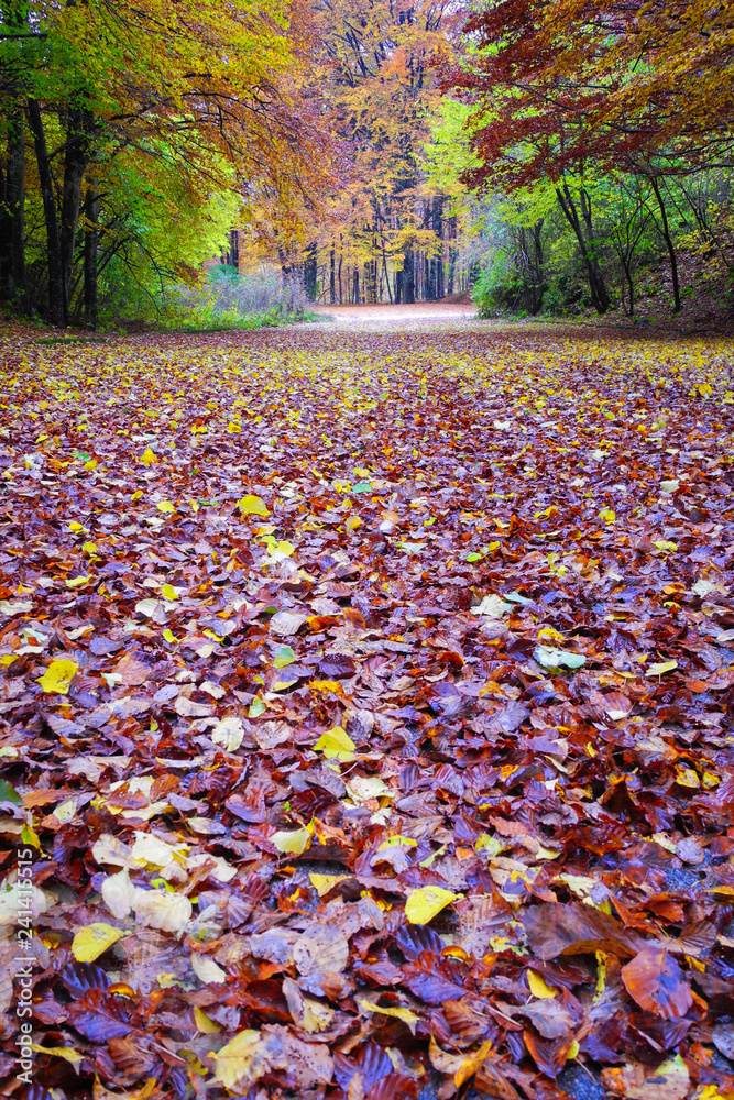 Φωτογραφία A thick carpet of autumn leaves on a forest road, in the background trees with c