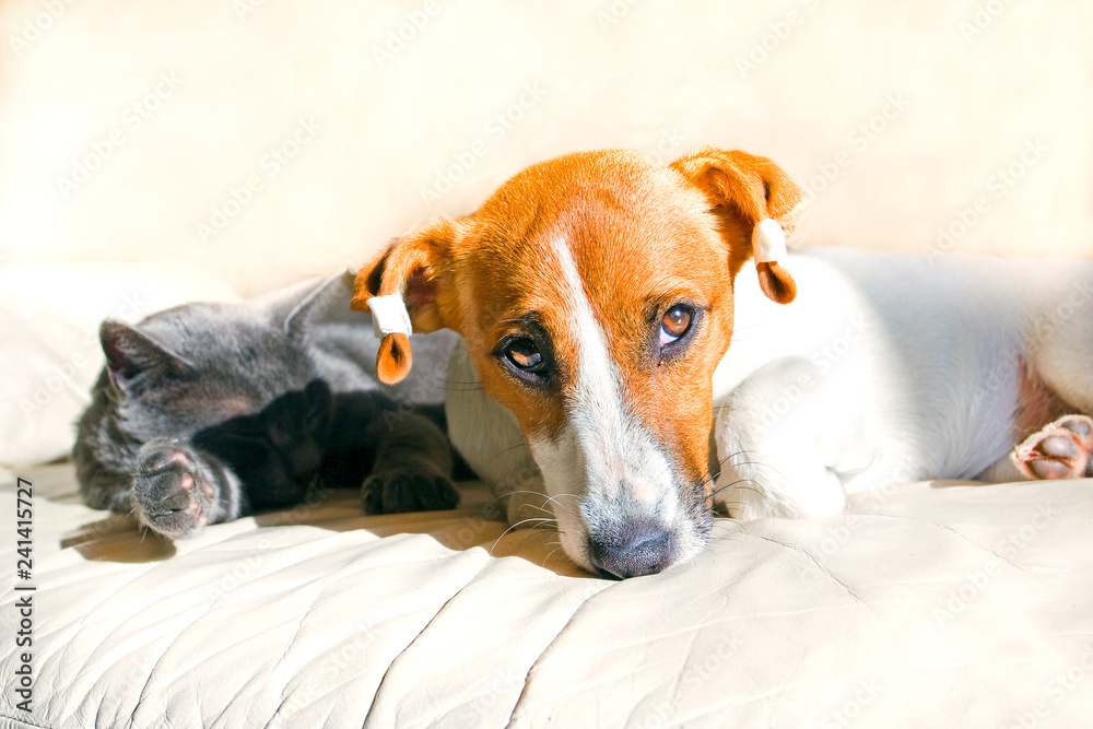 Jack Russell puppy is lying on the couch on a sunny day Jack Russell puppy is lying on the couch on a sunny day