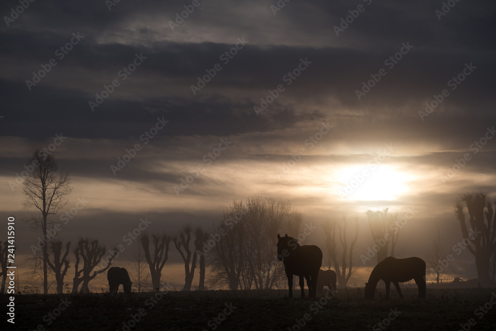 horses in the sunset