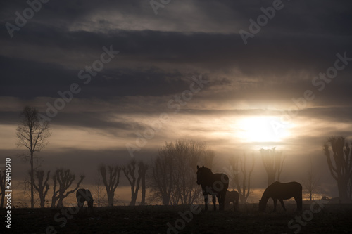 horses in the sunset