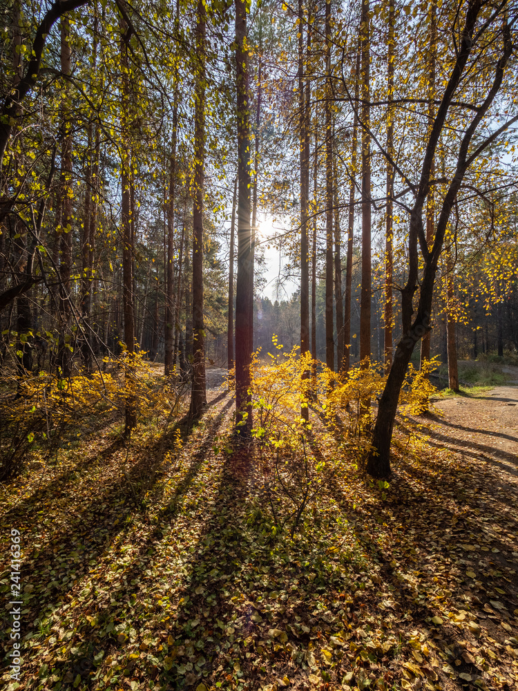 Autumn sun in the forest through the yellowing trees