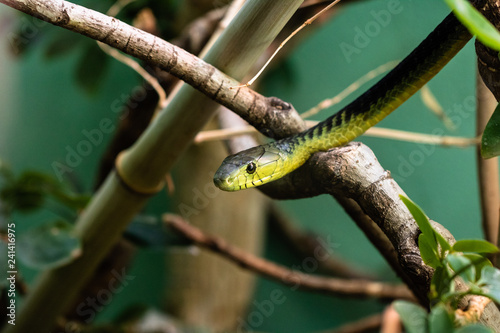 Jamesons' Mamba photo