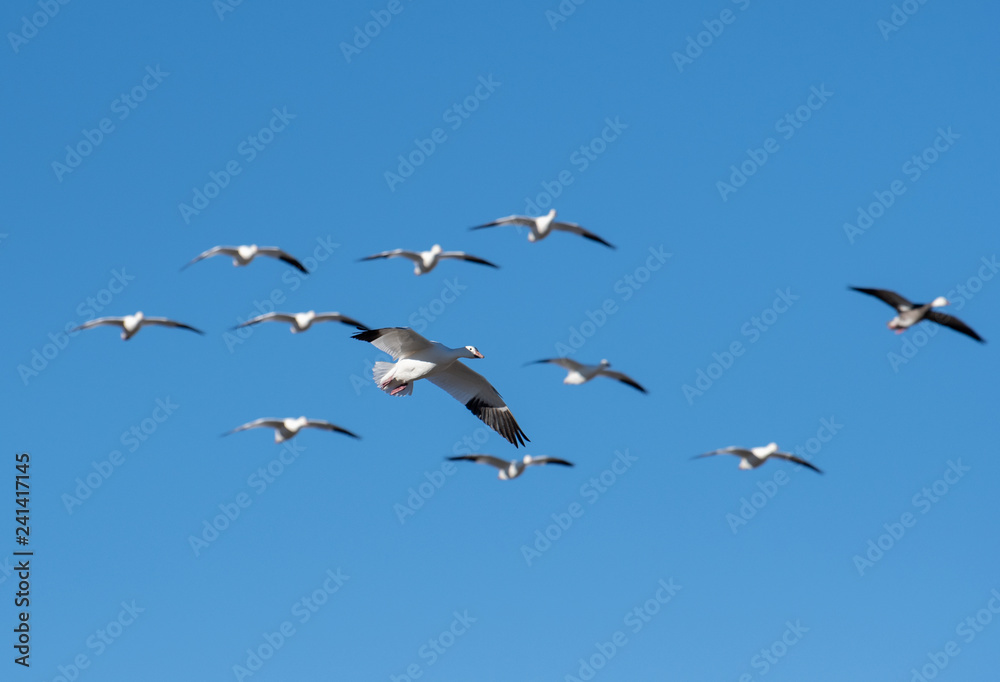 Migrating snow geese shot with a very shallow depth of field