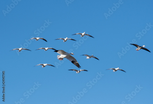 Migrating snow geese shot with a very shallow depth of field