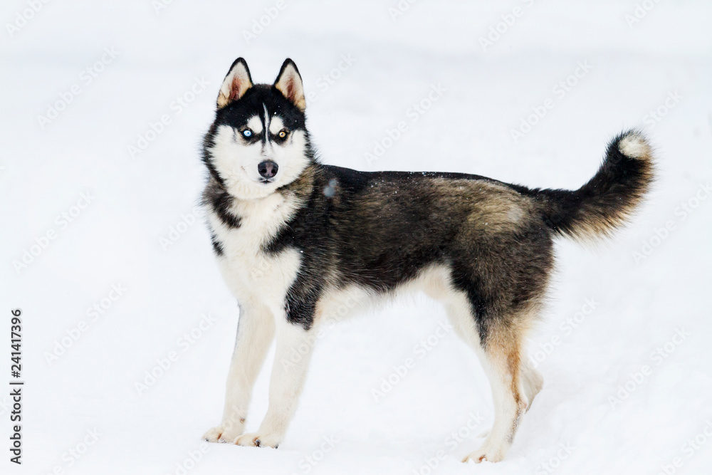 beautiful huskie with colorful eyes standing in the snow