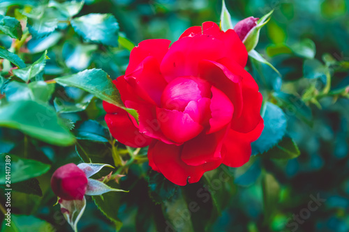 Fototapeta Naklejka Na Ścianę i Meble -  Red rose on a green background in a summer garden.