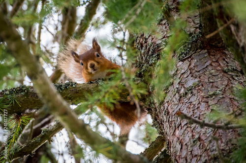 Scotland, red squirrel, Sciurus vulgaris © Westend61