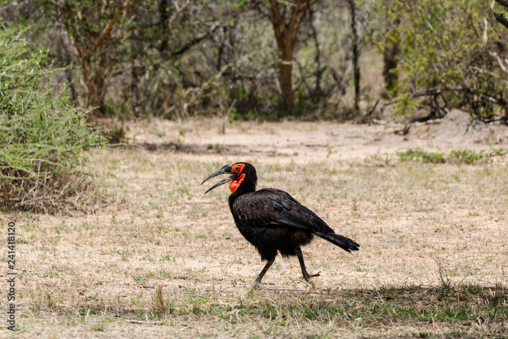 Fotografie Southern ground hornbill