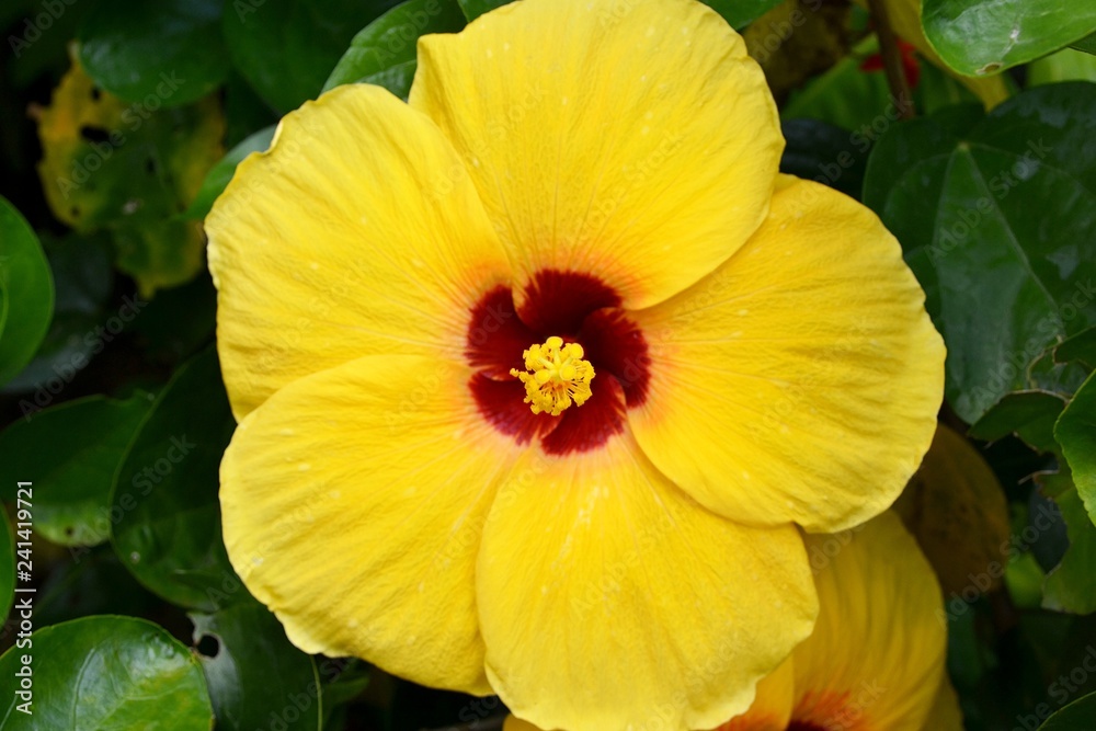 Yellow tropical flower close-up Yellow tropical flower close-up
