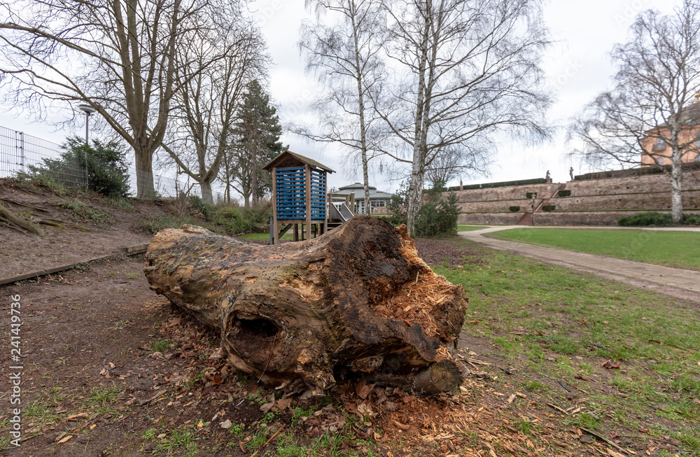 Fototapeta premium Toter baum in einem Park