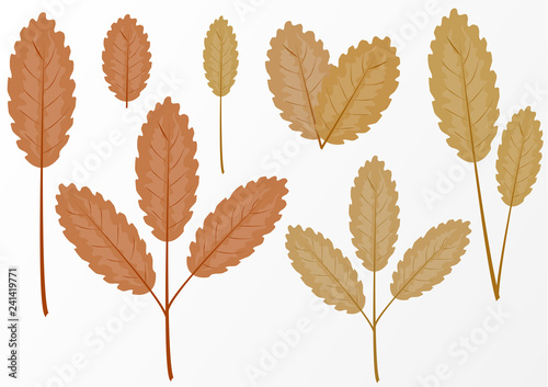 Set of simple leaves on a branch on a white background. Design elements. Vector graphics.