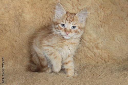 Red fluffy kitten with blue eyes / Рыжий пушистый котенок с голубыми глазами
