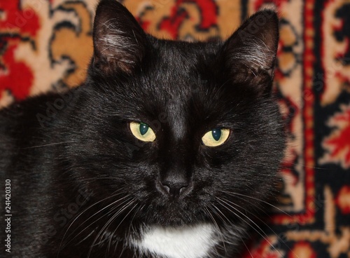 Black cat with yellow eyes / Черный кот с желтыми глазами