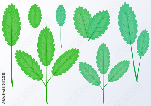 Set of simple leaves on a branch on a white background. Design elements. Vector graphics.