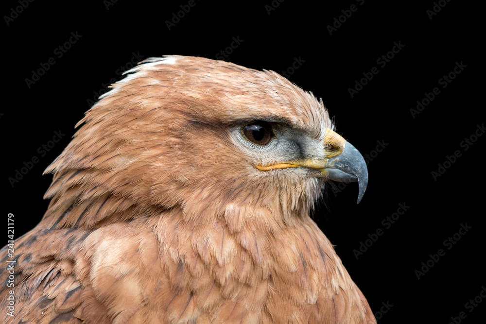 Falke, hawk Falke, hawk