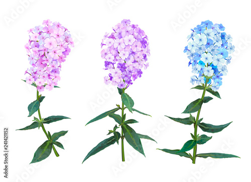 Phlox spring flowers