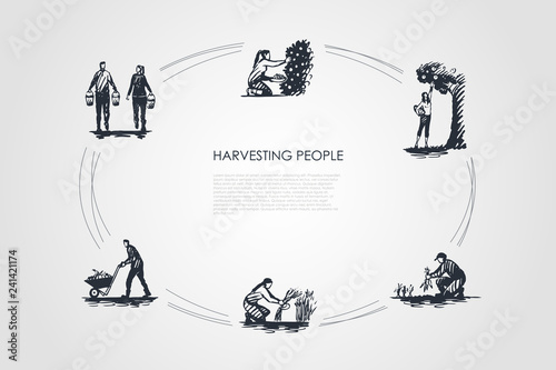 Harvesting people - people picking fruits and carrots, binding grass, carrying and transporting harvest vector concept set