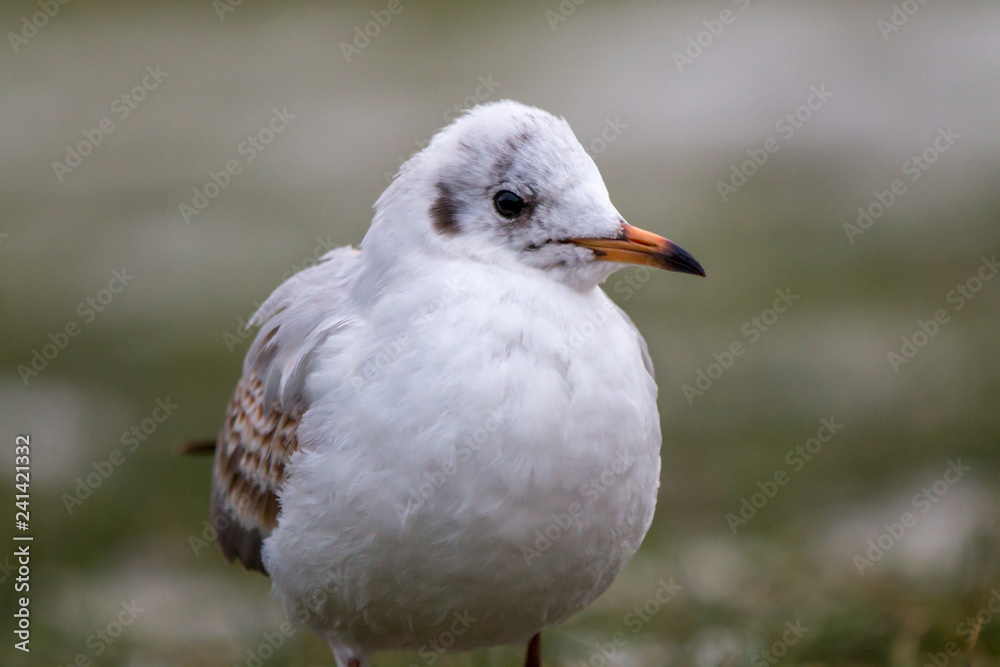 lonely seagull lonely seagull
