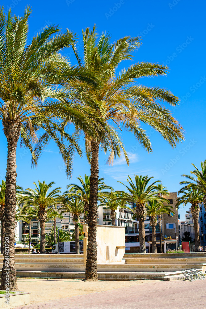 palm tree in resort city, salou spain, travel background