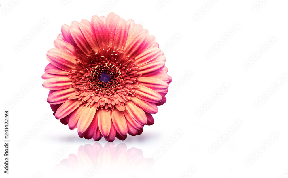 Blume Blume