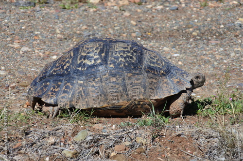 Photography Eine Pantherschildkröte an der Straße in der kleinen Karoo in Südafrika