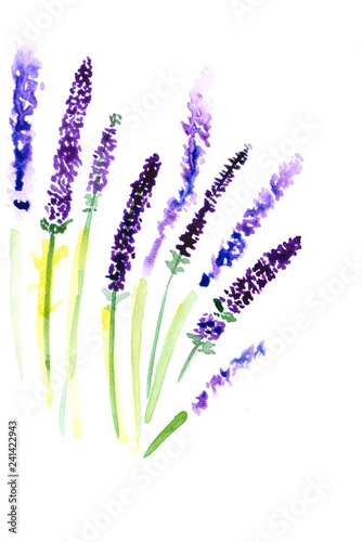 Hand drawn watercolor lavender