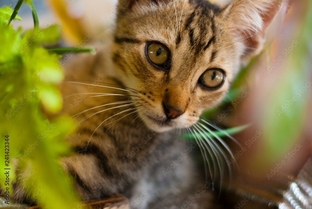 portrait of cat