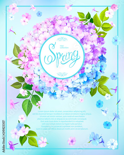 Spring background with Phlox