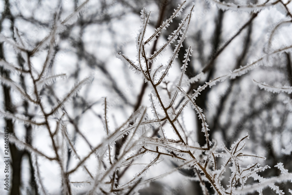 Frozen tree branches covered with snow and ice. Extreme cold. Frozen tree branches covered with snow and ice. Extreme cold.