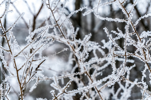  Frozen tree branches covered with snow and ice. Extreme cold. © Борислав Гаевский