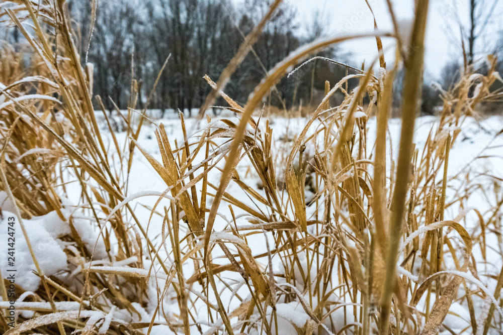Fototapeta premium Dry grass covered with snow in the forest.