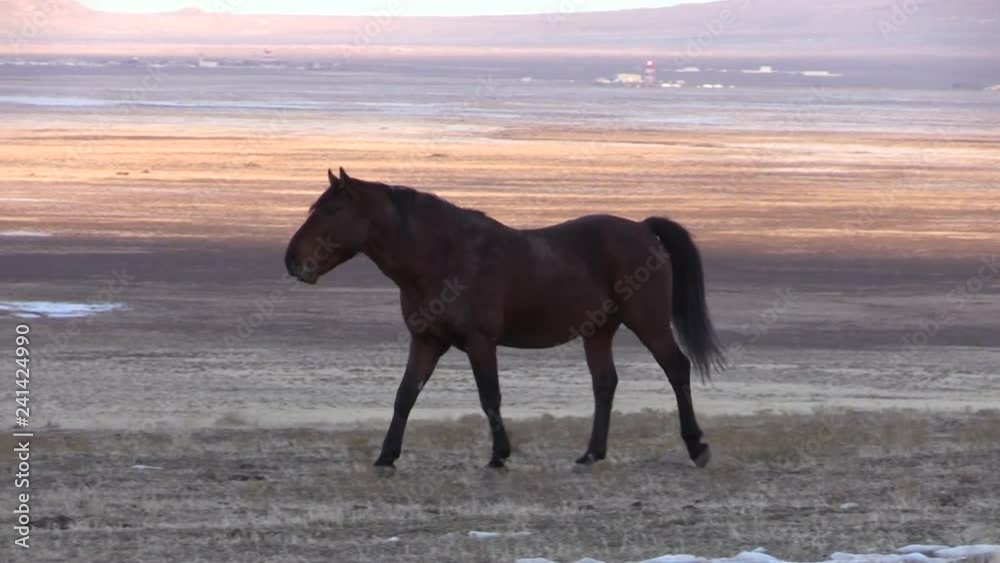 Wild horses Stallion at Sunrise in the Desert Wild horses Stallion at Sunrise in the Desert