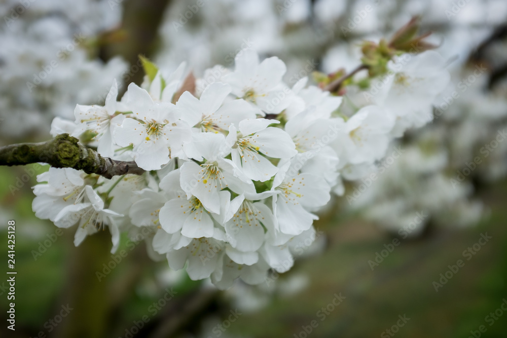 Fleurs blanches de cerisiers au printemps